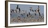 White-fronted goose and Taiga bean goose flocks, Latvia-Markus Varesvuo-Framed Photographic Print