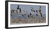 White-fronted goose and Taiga bean goose flocks, Latvia-Markus Varesvuo-Framed Photographic Print