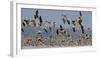 White-fronted goose and Taiga bean goose flocks, Latvia-Markus Varesvuo-Framed Photographic Print