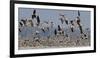White-fronted goose and Taiga bean goose flocks, Latvia-Markus Varesvuo-Framed Photographic Print