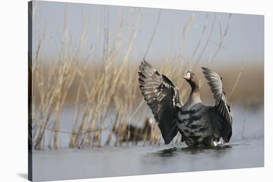 White Fronted Goose (Anser Albifrons) Flapping Wings, Durankulak Lake, Bulgaria, February 2009-Presti-Stretched Canvas