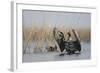 White Fronted Goose (Anser Albifrons) Flapping Wings, Durankulak Lake, Bulgaria, February 2009-Presti-Framed Photographic Print