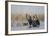 White Fronted Goose (Anser Albifrons) Flapping Wings, Durankulak Lake, Bulgaria, February 2009-Presti-Framed Photographic Print