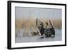 White Fronted Goose (Anser Albifrons) Flapping Wings, Durankulak Lake, Bulgaria, February 2009-Presti-Framed Photographic Print