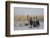 White Fronted Goose (Anser Albifrons) Flapping Wings, Durankulak Lake, Bulgaria, February 2009-Presti-Framed Photographic Print