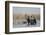 White Fronted Goose (Anser Albifrons) Flapping Wings, Durankulak Lake, Bulgaria, February 2009-Presti-Framed Photographic Print