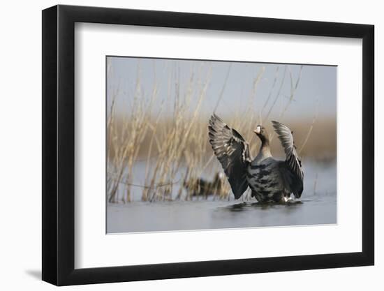 White Fronted Goose (Anser Albifrons) Flapping Wings, Durankulak Lake, Bulgaria, February 2009-Presti-Framed Photographic Print