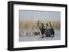 White Fronted Goose (Anser Albifrons) Flapping Wings, Durankulak Lake, Bulgaria, February 2009-Presti-Framed Photographic Print