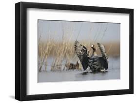 White Fronted Goose (Anser Albifrons) Flapping Wings, Durankulak Lake, Bulgaria, February 2009-Presti-Framed Photographic Print