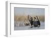 White Fronted Goose (Anser Albifrons) Flapping Wings, Durankulak Lake, Bulgaria, February 2009-Presti-Framed Photographic Print