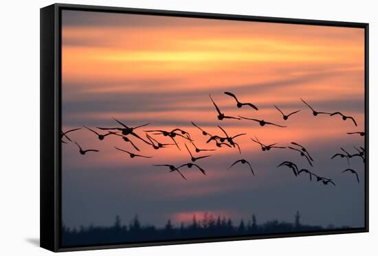 White-Fronted Goose in the Flight, Dusk-Reiner Bernhardt-Framed Stretched Canvas