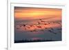 White-Fronted Goose in the Flight, Dusk-Reiner Bernhardt-Framed Photographic Print