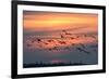 White-Fronted Goose in the Flight, Dusk-Reiner Bernhardt-Framed Photographic Print