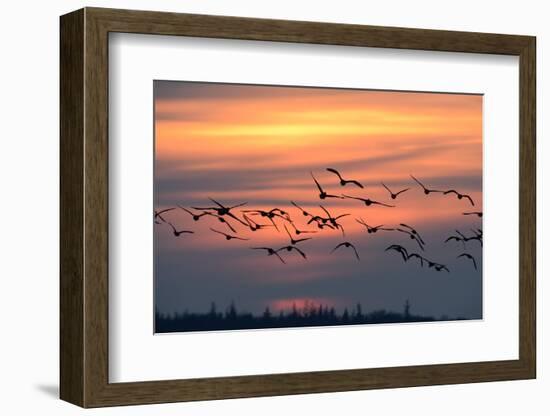 White-Fronted Goose in the Flight, Dusk-Reiner Bernhardt-Framed Photographic Print