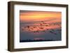 White-Fronted Goose in the Flight, Dusk-Reiner Bernhardt-Framed Photographic Print