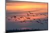White-Fronted Goose in the Flight, Dusk-Reiner Bernhardt-Mounted Photographic Print