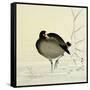 White-Fronted Goose-Koson Ohara-Framed Stretched Canvas