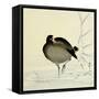 White-Fronted Goose-Koson Ohara-Framed Stretched Canvas