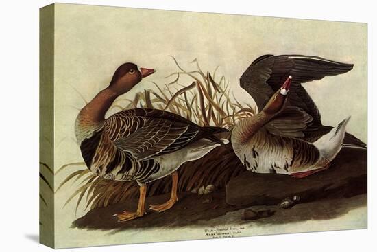 White-Fronted Goose-John James Audubon-Stretched Canvas