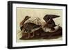 White-Fronted Goose-John James Audubon-Framed Giclee Print