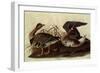 White-Fronted Goose-John James Audubon-Framed Giclee Print