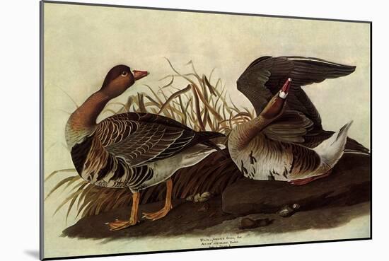 White-Fronted Goose-John James Audubon-Mounted Giclee Print