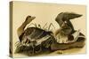 White Fronted Goose-John James Audubon-Stretched Canvas