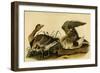 White Fronted Goose-John James Audubon-Framed Art Print