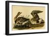 White Fronted Goose-John James Audubon-Framed Art Print