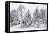 White Frost and Snow Covered Trees-null-Framed Stretched Canvas