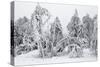 White Frost and Snow Covered Trees-null-Stretched Canvas