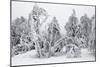 White Frost and Snow Covered Trees-null-Mounted Photographic Print