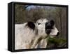 White Galloway Cow Mooing-Lynn M^ Stone-Framed Stretched Canvas