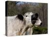 White Galloway Cow Mooing-Lynn M^ Stone-Stretched Canvas