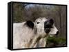 White Galloway Cow Mooing-Lynn M^ Stone-Framed Stretched Canvas