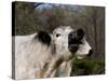 White Galloway Cow Mooing-Lynn M^ Stone-Stretched Canvas