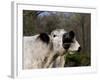 White Galloway Cow Mooing-Lynn M^ Stone-Framed Photographic Print