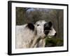 White Galloway Cow Mooing-Lynn M^ Stone-Framed Photographic Print