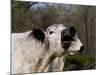 White Galloway Cow Mooing-Lynn M^ Stone-Mounted Photographic Print