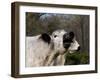 White Galloway Cow Mooing-Lynn M^ Stone-Framed Photographic Print