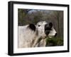 White Galloway Cow Mooing-Lynn M^ Stone-Framed Photographic Print