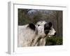 White Galloway Cow Mooing-Lynn M^ Stone-Framed Photographic Print