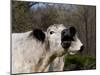 White Galloway Cow Mooing-Lynn M^ Stone-Mounted Photographic Print