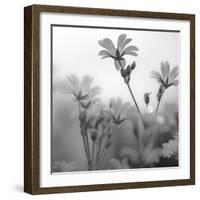 White Garden B&W-Andreas Stridsberg-Framed Giclee Print