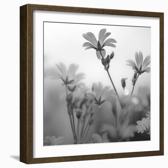 White Garden B&W-Andreas Stridsberg-Framed Giclee Print