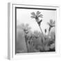 White Garden B&W-Andreas Stridsberg-Framed Giclee Print