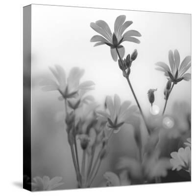 'White Garden B&W' Stretched Canvas Print Andreas Stridsberg