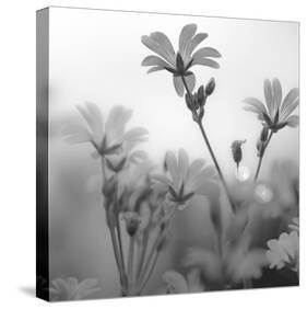 White Garden B&W-Andreas Stridsberg-Stretched Canvas