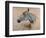 White 'Gazelle' Horse-Henri de Toulouse-Lautrec-Framed Art Print