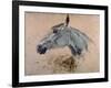 White 'Gazelle' Horse-Henri de Toulouse-Lautrec-Framed Art Print